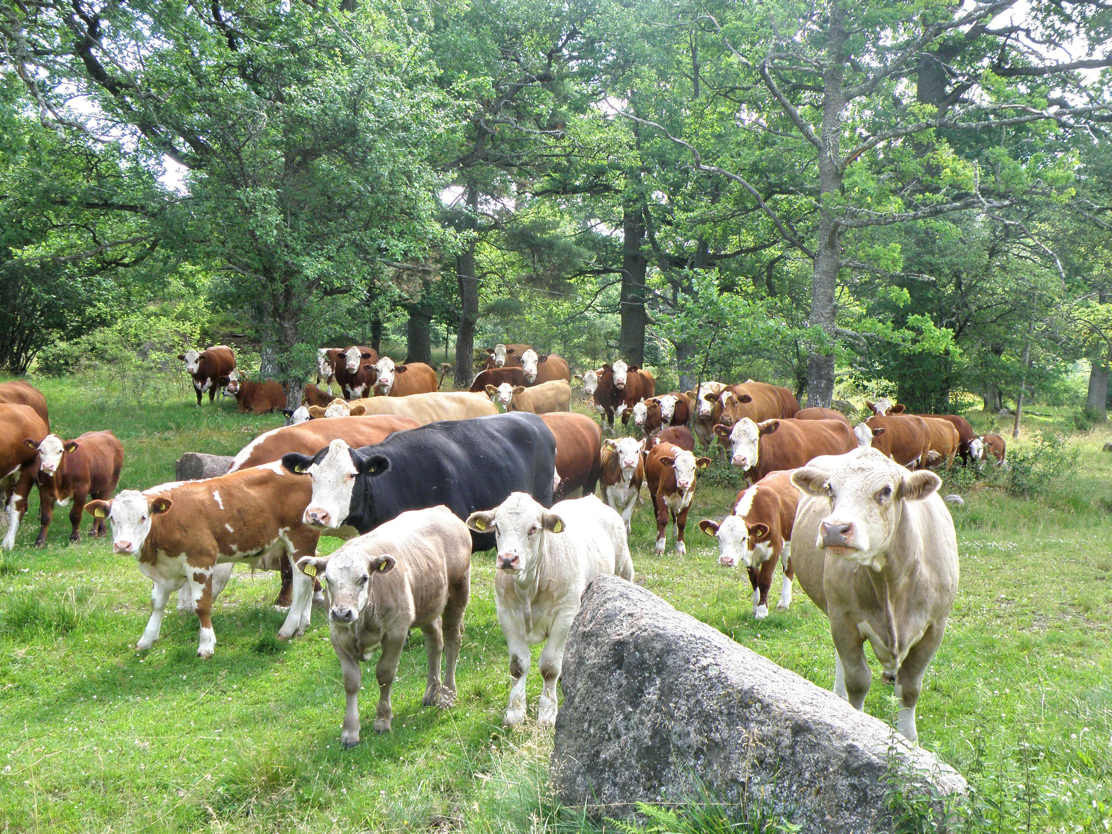 Kor i Tinnerö